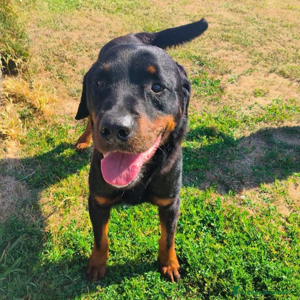 Rottweiler cani Adamo, splendido Rottweiler in adozione  - Annuncio 36