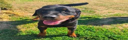 Rottweiler cani in regalo: Adamo, splendido Rottweiler in adozione  - Annuncio 1