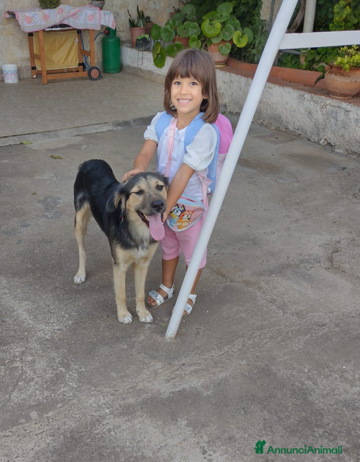 Meticcio cani Splendido Simil Pastore di 8 mesi (Catania) - Annuncio 2