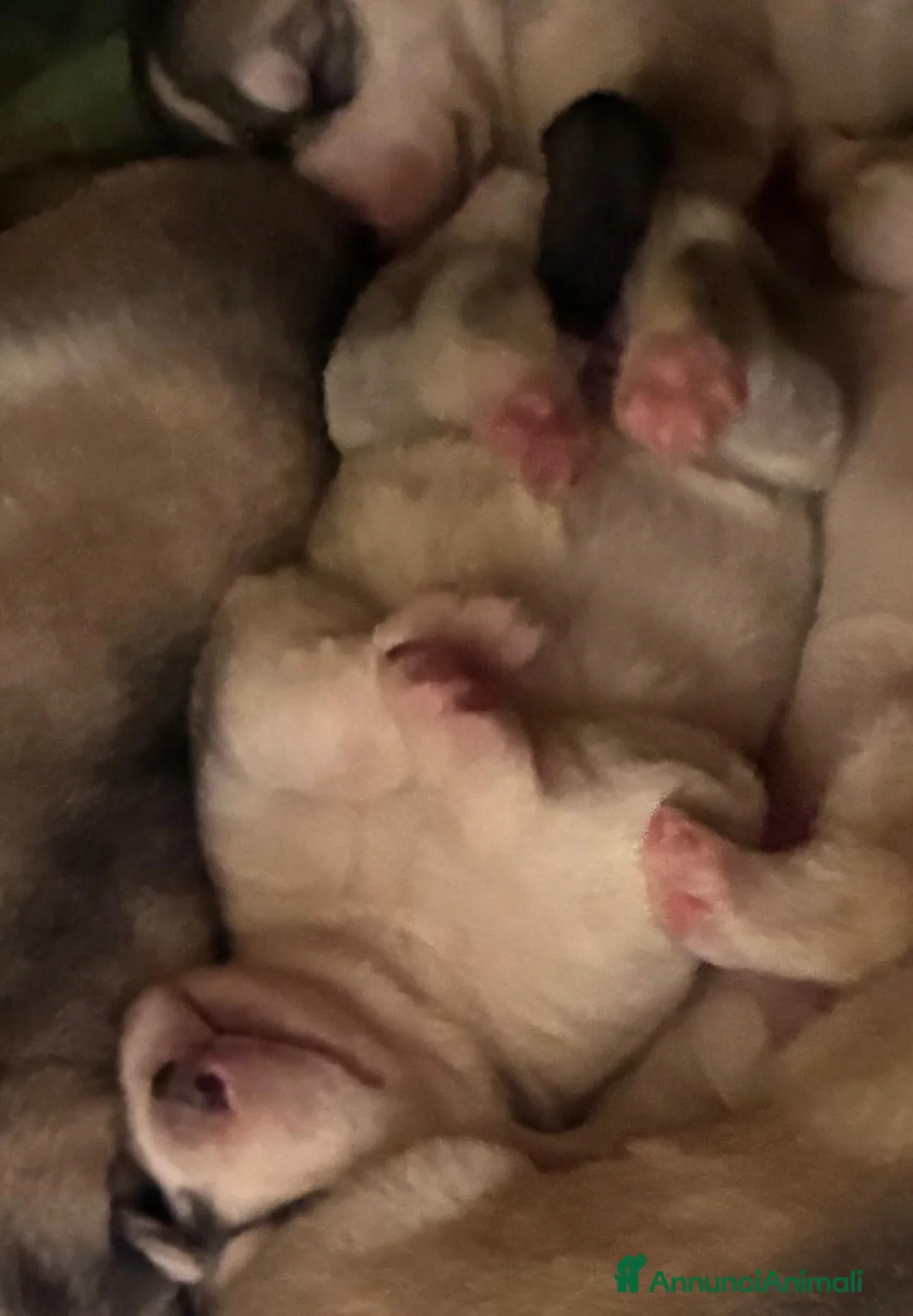 Husky cani in vendita: cuccioli di husky originali - Annuncio 7