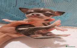 Chihuahua cani in vendita: Chihuahua da Allevamento Cucciolisole  a Provincia di Pisa - Immagine 1