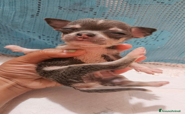 Chihuahua cani a Provincia di Pisa - Annuncio 2