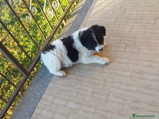 Meticcio cani Cucciolo di meticcio, metà border collie - Annuncio 1