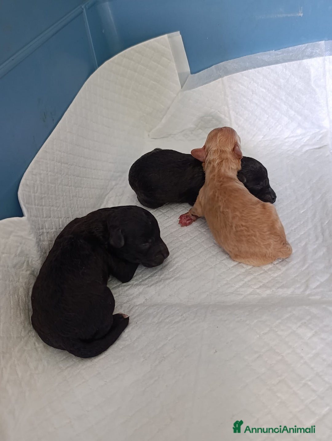 Barboncino Toy cani in vendita: Barboncini Toy - Annuncio 9