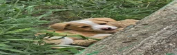 Meticcio cani in vendita: 4 cuccioline a Provincia di Chieti - Annuncio 7