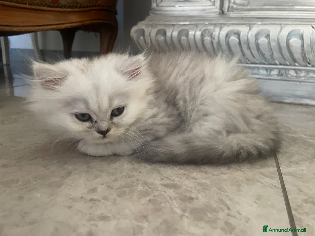 Persiano gatti in vendita: Persiano chinchillà silver shaded  - Annuncio 2