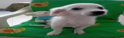Maltese cani in vendita: Cucciolo di razza maltese 5 mesi - Annuncio 3