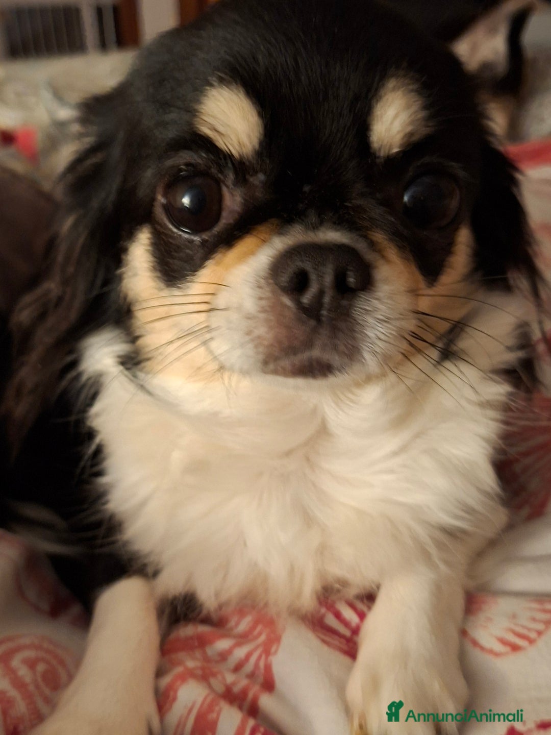 Chihuahua cani in vendita: Chihuahua  - Annuncio 2