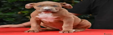 American Bully 4