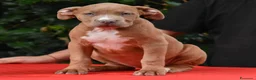 American Bully cani in vendita: Cucciole di American Bully XL. - Annuncio 9