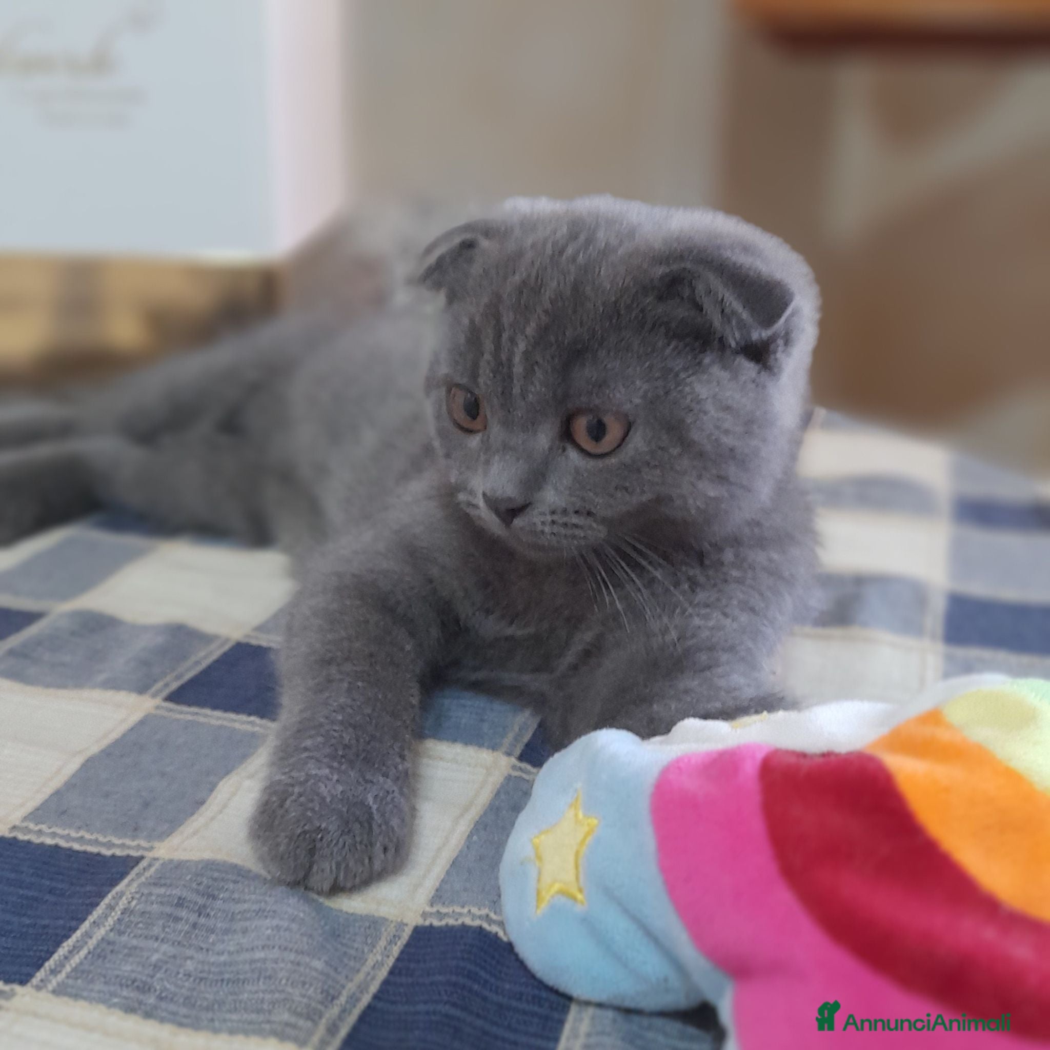 Scottish gatti Cucciolo Scottish fold.  - Annuncio 1