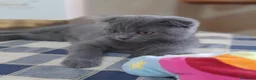 Scottish gatti in vendita: Cucciolo Scottish fold.  - Annuncio 1