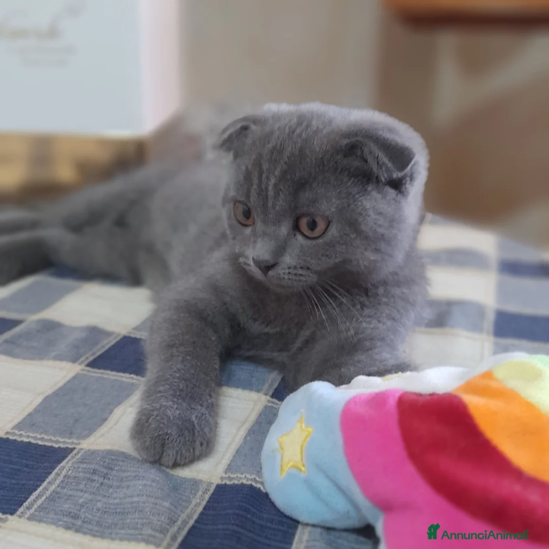 Scottish gatti in vendita: Cucciolo Scottish fold.  - Annuncio 1