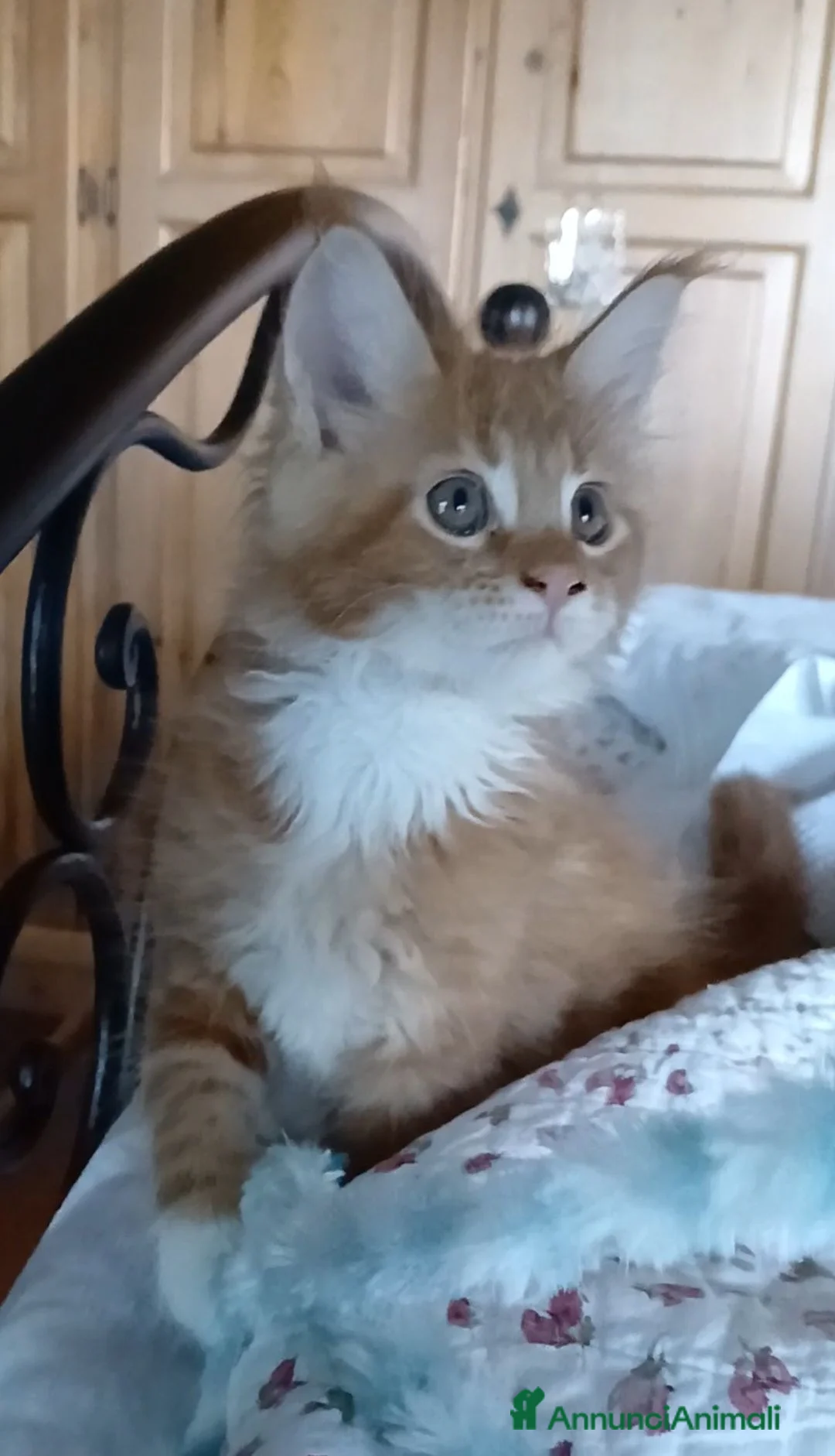 Maine Coon gatti in vendita: Cuccioli Maine Coon genitori visibili - Annuncio 1