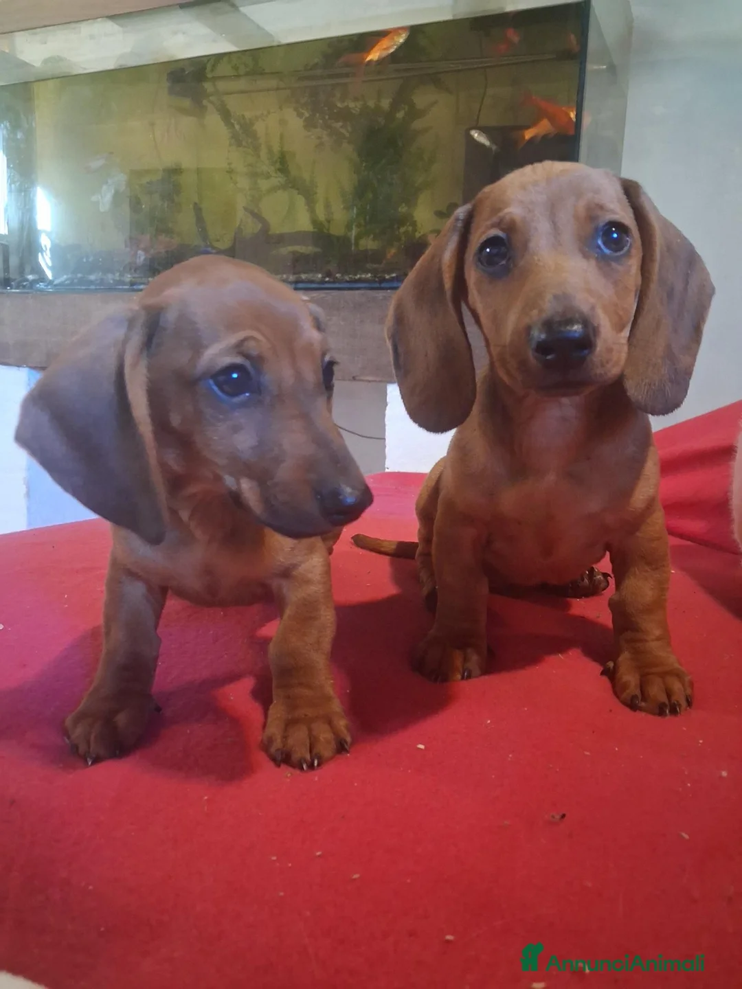 Bassotto cani in vendita: Cuccioli di bassotto - Annuncio 2