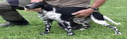 Setter Inglese cani in vendita: Setter Inglese - genealogia da campioni di lavoro a Provincia di Bergamo - Annuncio 3
