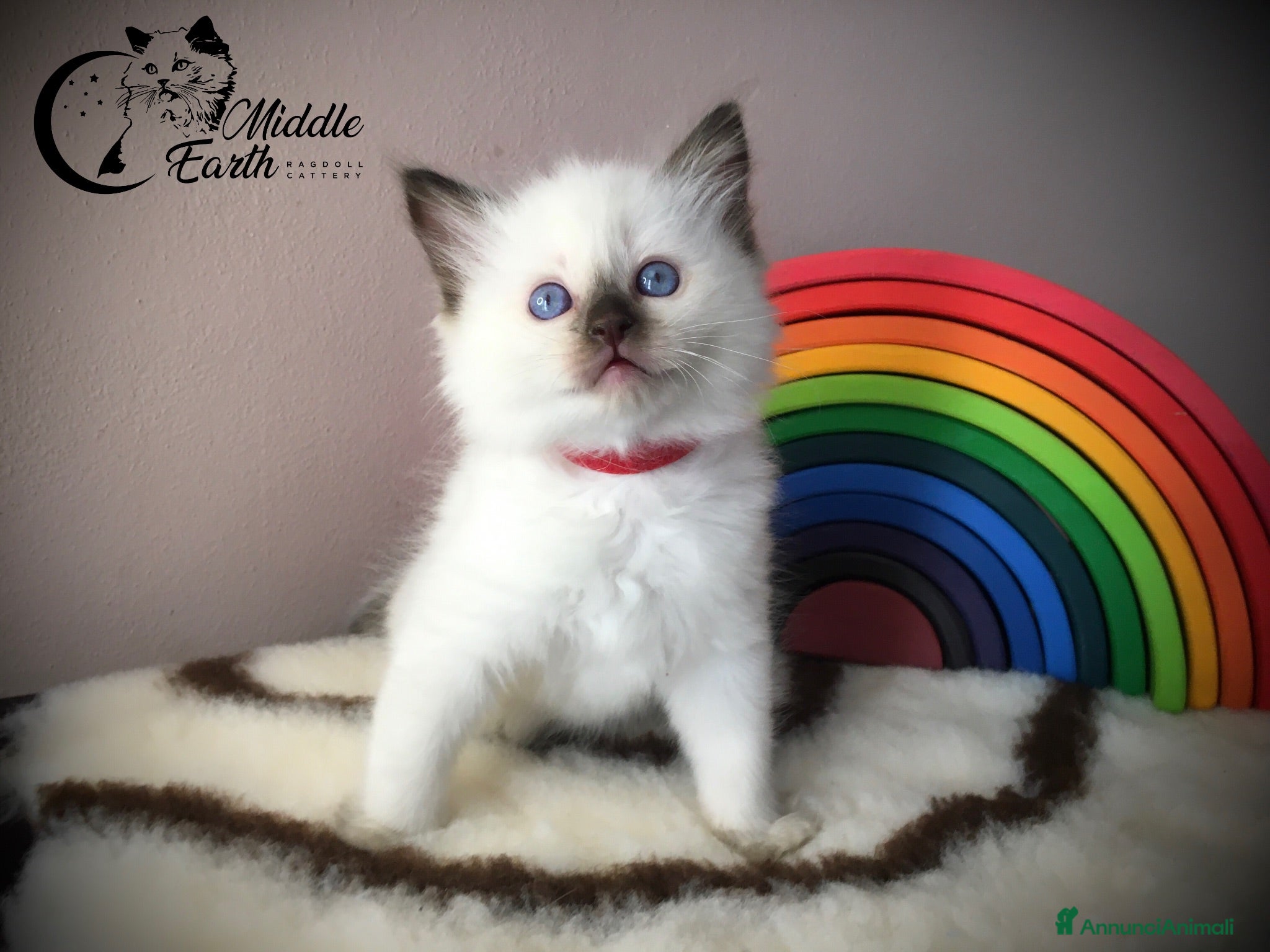 Ragdoll gatti Ragdoll con pedigree  - Annuncio 1