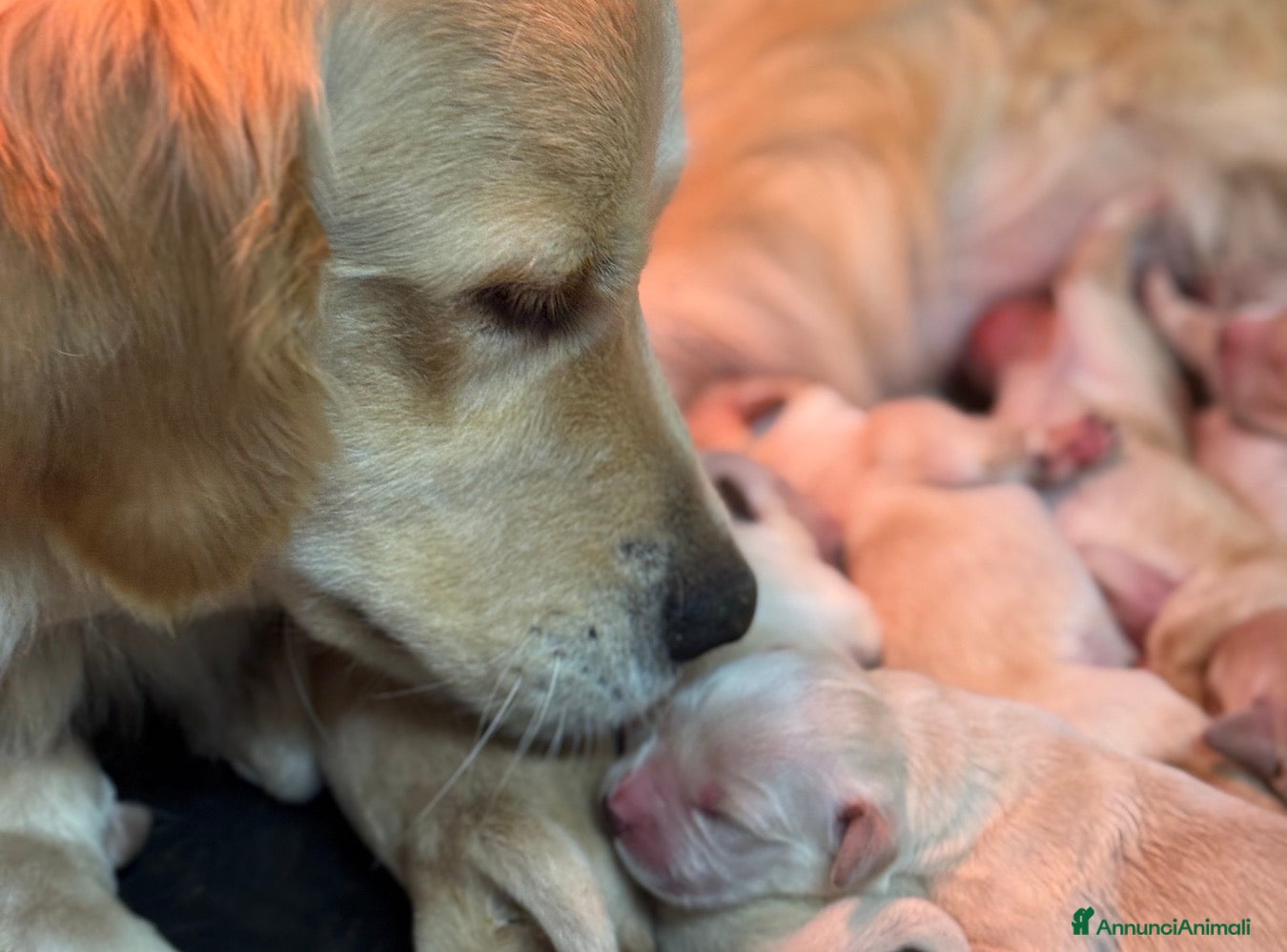 Golden Retriever cani Cuccioli Golden Retriever - Annuncio 4