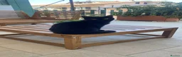 British gatti in vendita: British Femmina 10 mesi  - Annuncio 2