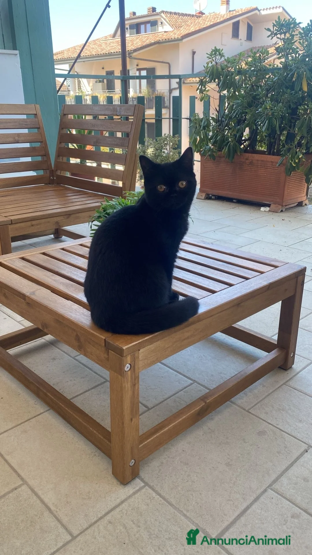 British gatti in vendita: British Femmina 10 mesi  - Annuncio 2