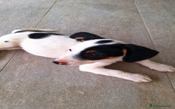 Altre razze cani in regalo: Cuccioli cercano casa  - Immagine 1