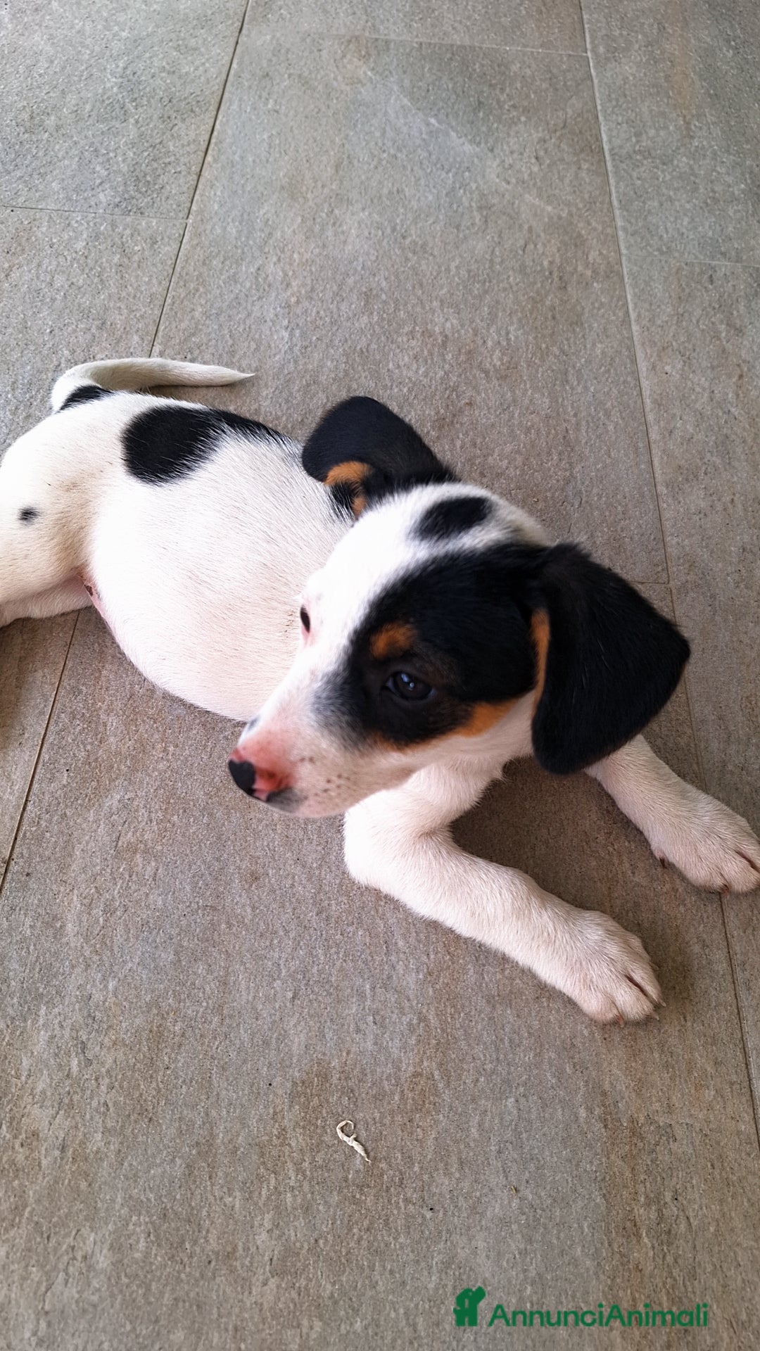 Altre razze cani in regalo: Cuccioli cercano casa  - Immagine 1