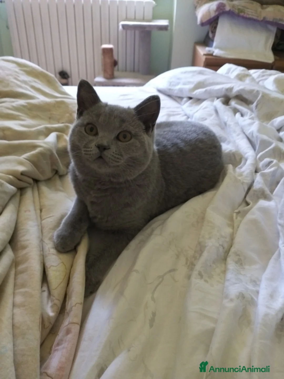 British gatti in vendita: Cucciolo British Shorthair  - Annuncio 2