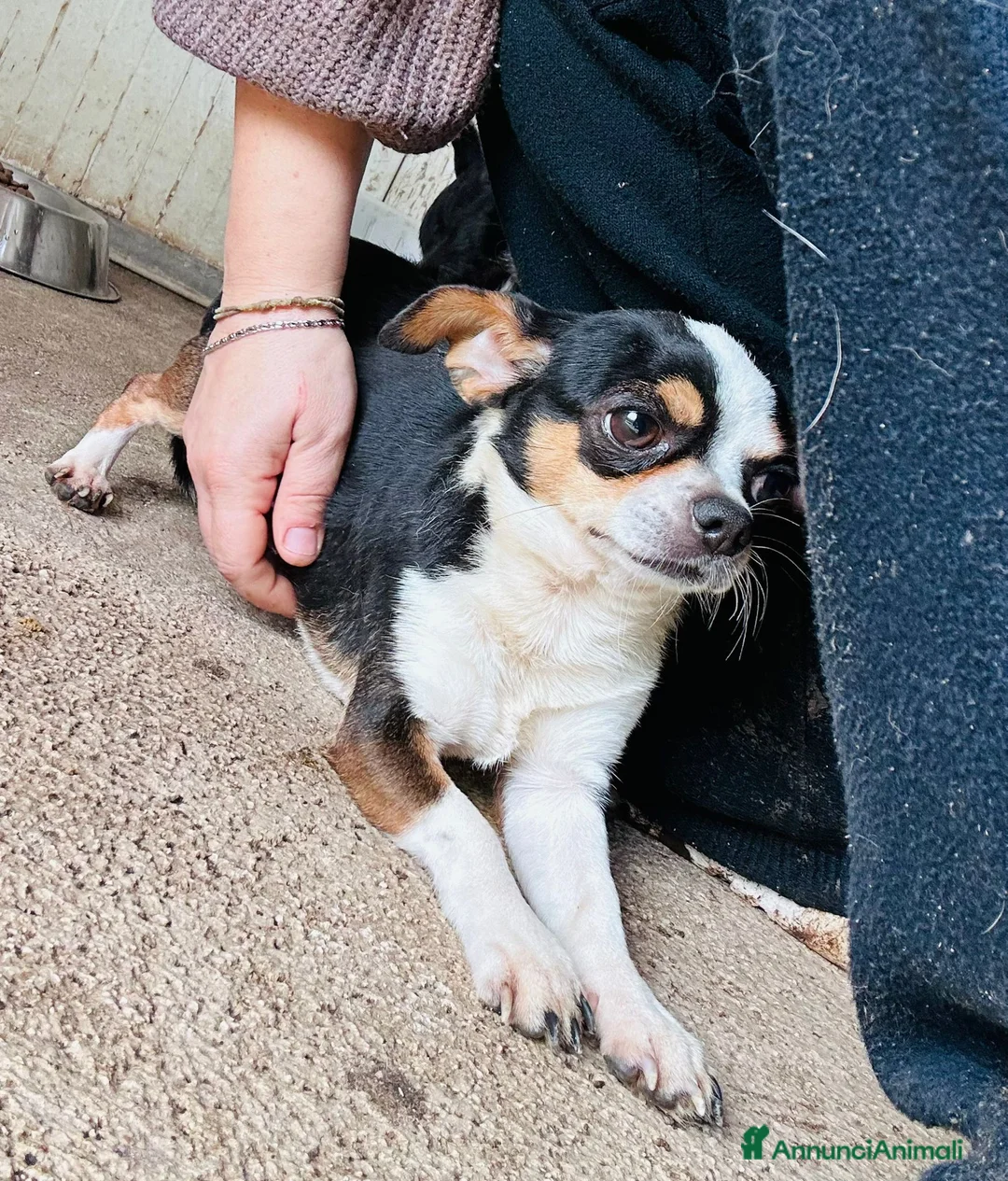 Chihuahua cani in regalo: CHIHUAHUA mix - Annuncio 3