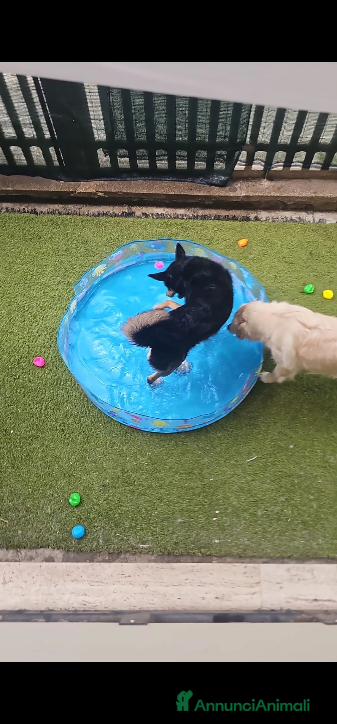 Meticcio cani in regalo: rocky - Annuncio 4