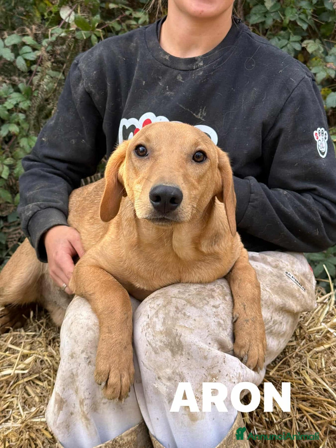 Meticcio cani in regalo: ARON e ARES, cuccioli dolci ma sfortunati  - Annuncio 3