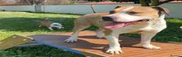 Meticcio cani in regalo: GOLD BELLISSIMO AMSTAFF - Annuncio 1