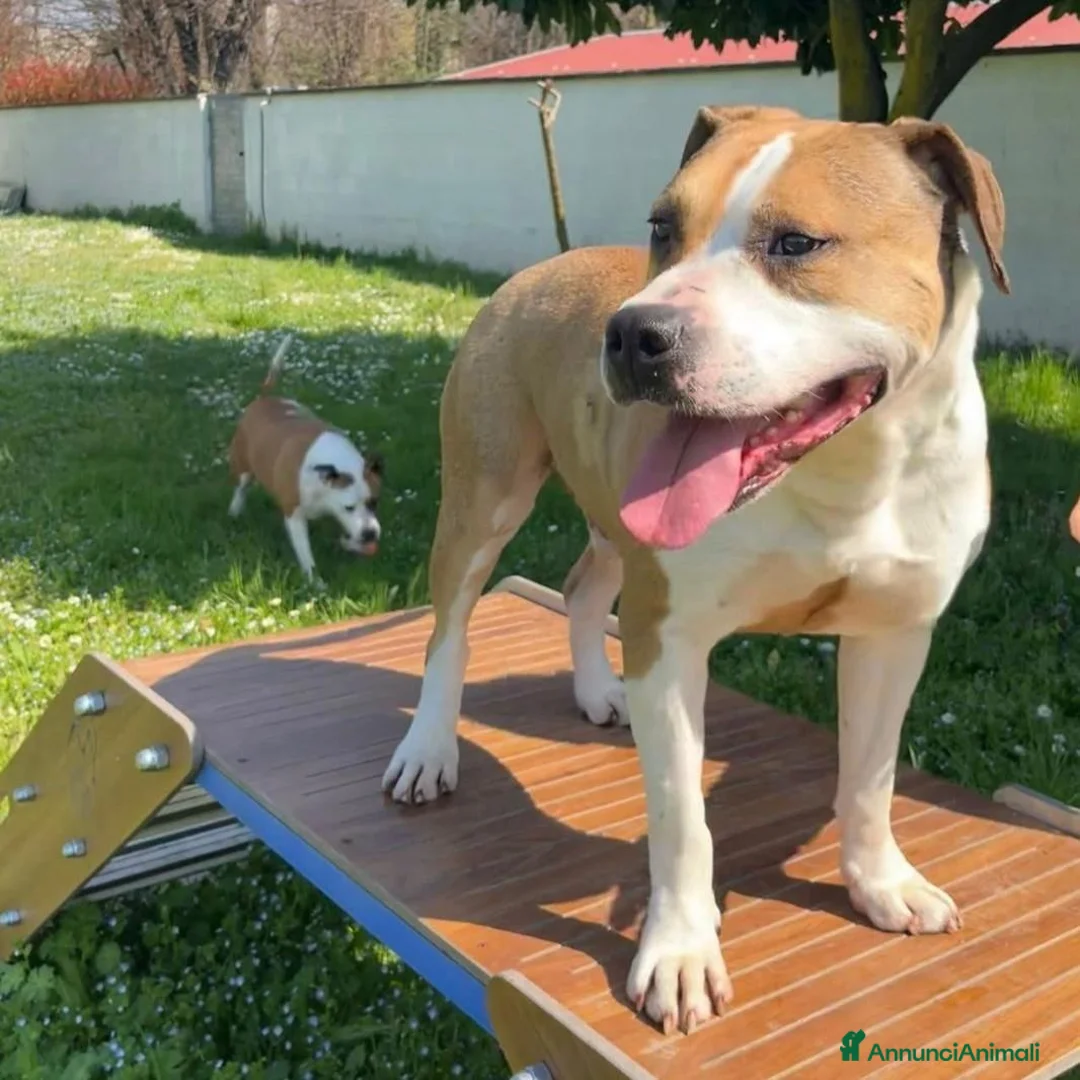 Meticcio cani in regalo: GOLD BELLISSIMO AMSTAFF - Annuncio 1