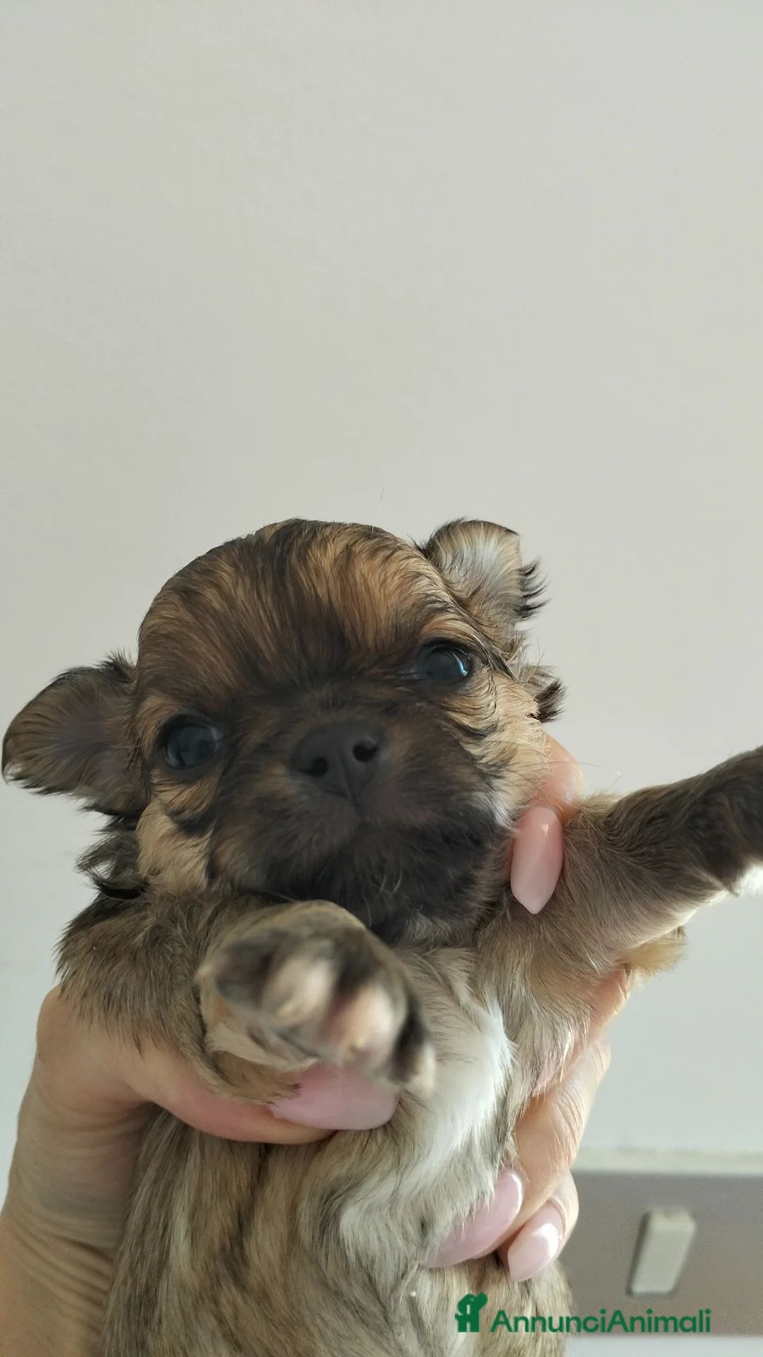 Chihuahua cani in vendita: Cuccioli di Chihuahua  - Annuncio 6