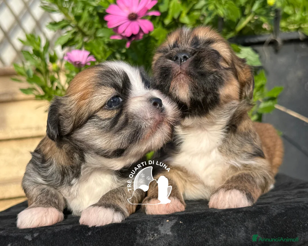 Maltipoo cani in vendita: Maltipoo Barboncino Lhasa Apso Tre Quarti di Luna - Annuncio 1