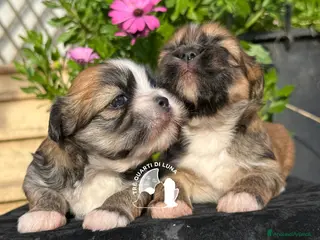Maltipoo cani Maltipoo Barboncino Lhasa Apso Tre Quarti di Luna - Annuncio 3
