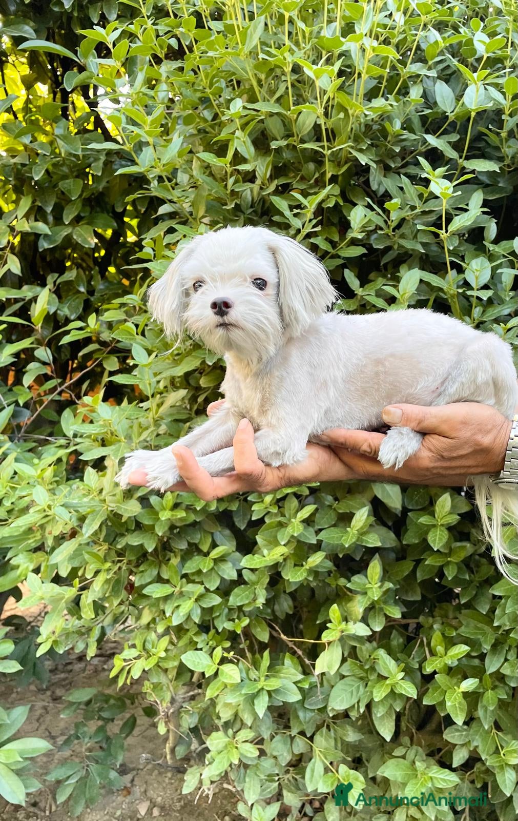 Maltese cani MALTESE MASCHIO ADULTO - rimborso spese  - Annuncio 1