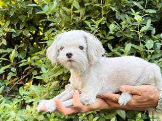 Maltese cani MALTESE MASCHIO ADULTO - rimborso spese - Annuncio 1
