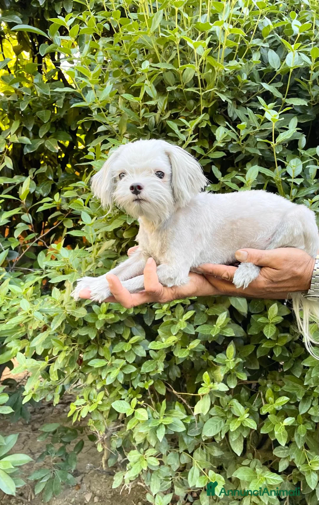 Maltese cani in regalo: MALTESE MASCHIO ADULTO - rimborso spese  - Annuncio 1