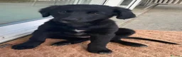 Meticcio cani in vendita: Cuccioli affettuosi perfetti per famiglie  - Annuncio 11