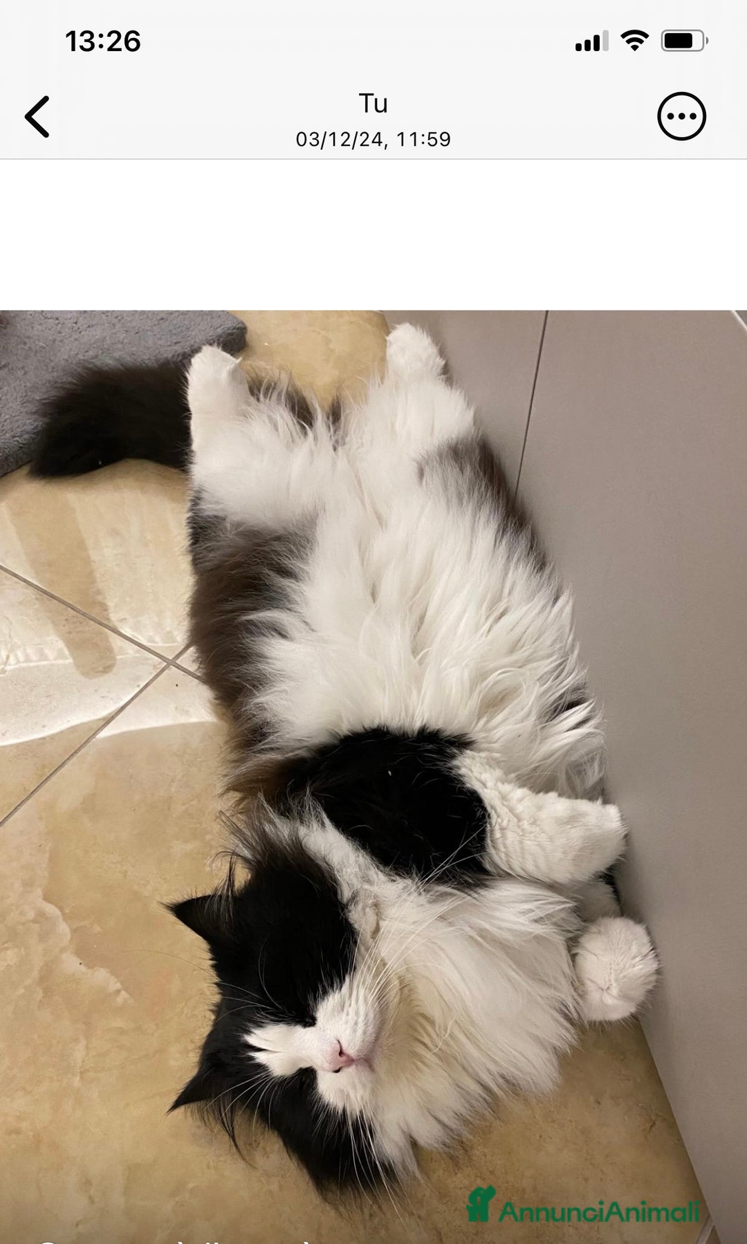 Siberiano gatti per accoppiamento: Stallone siberiano per monta - Immagine 7