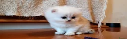 Persiano gatti in vendita: Persiano Chincillà, papà campione - Annuncio 5