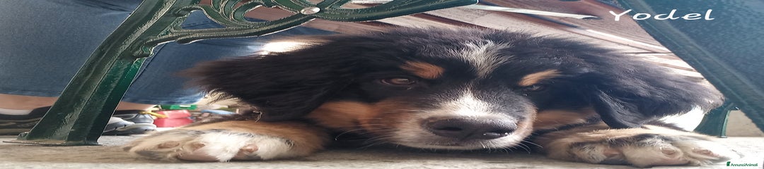 Bovaro del Bernese Cucciolo 12