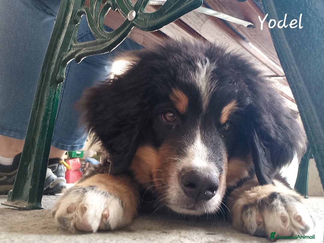 Bovaro del Bernese cani in vendita: Bernerdok's Aunts Cuccioli Y a Città Metropolitana di Torino - Immagine 20