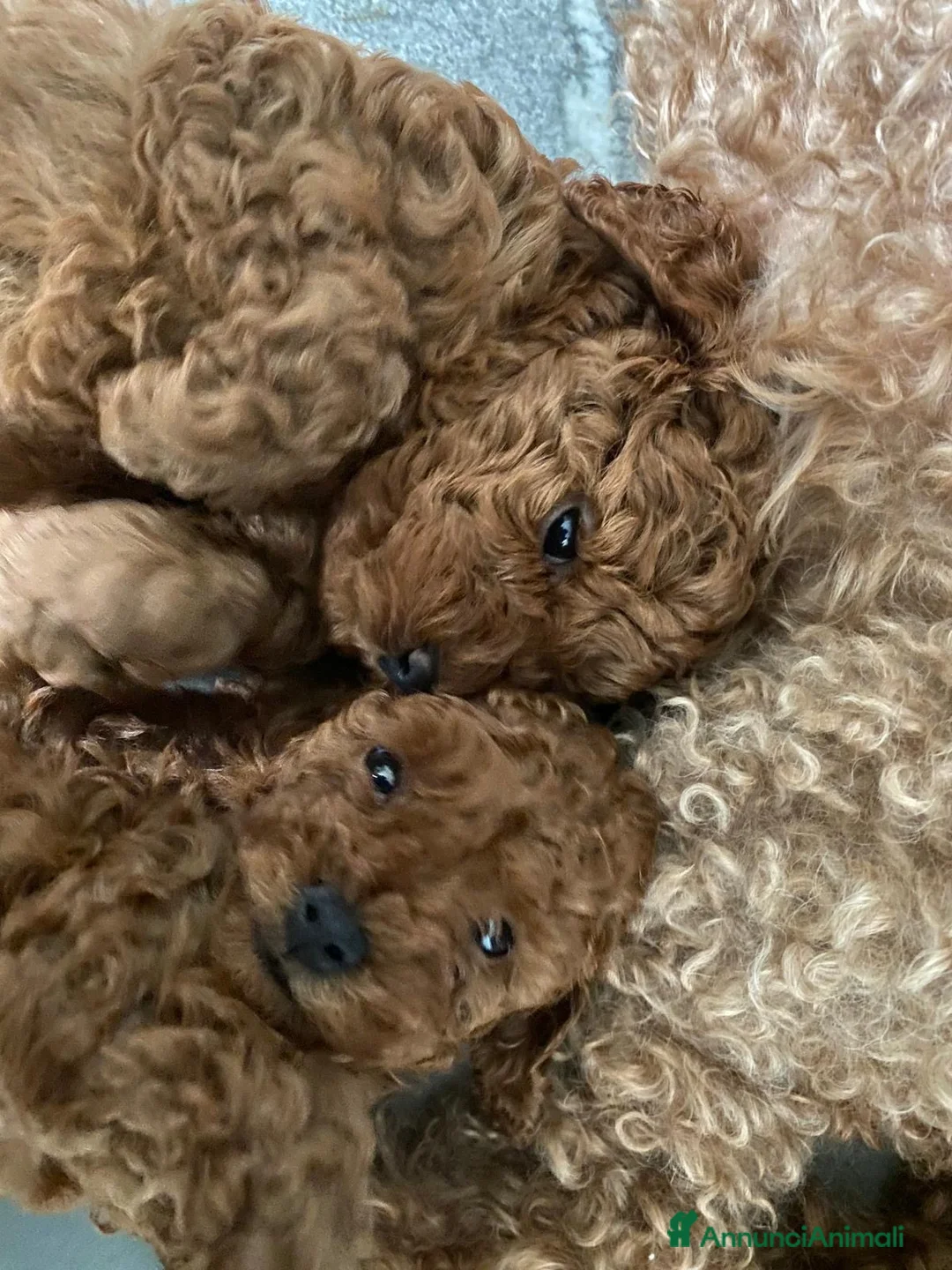 Barboncino Toy cani in vendita: Vendo barboncino toy a Città Metropolitana di Firenze - Annuncio 3