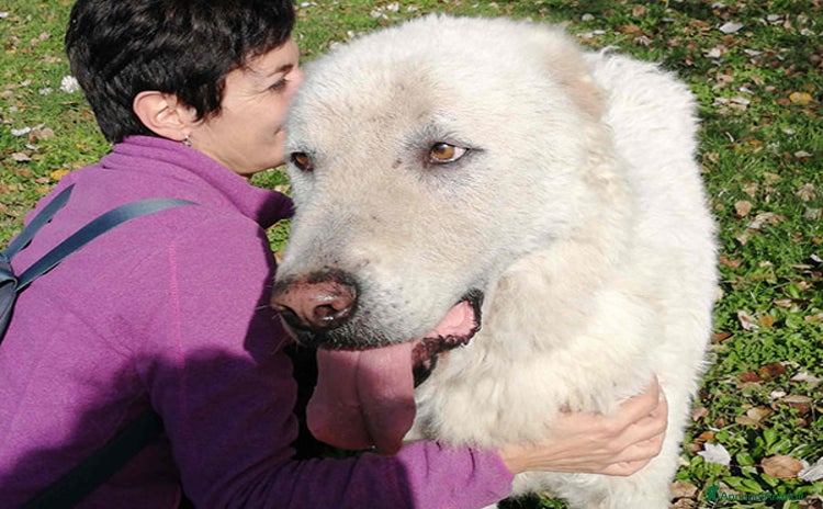 Meticcio cani a Città metropolitana di Roma Capitale - Annuncio 8