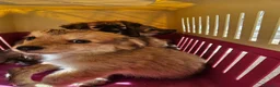 Meticcio cani in regalo: Mughetto, Ciclamino e Tiglio: maschietti 3 mesi - Annuncio 7