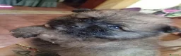 Volpino Pomerania cani in vendita: Cucciolo di Pomerania  - Annuncio 4