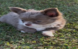 Chihuahua cani in vendita: Cuccioli chihuahua  a Città metropolitana di Milano - Immagine 7