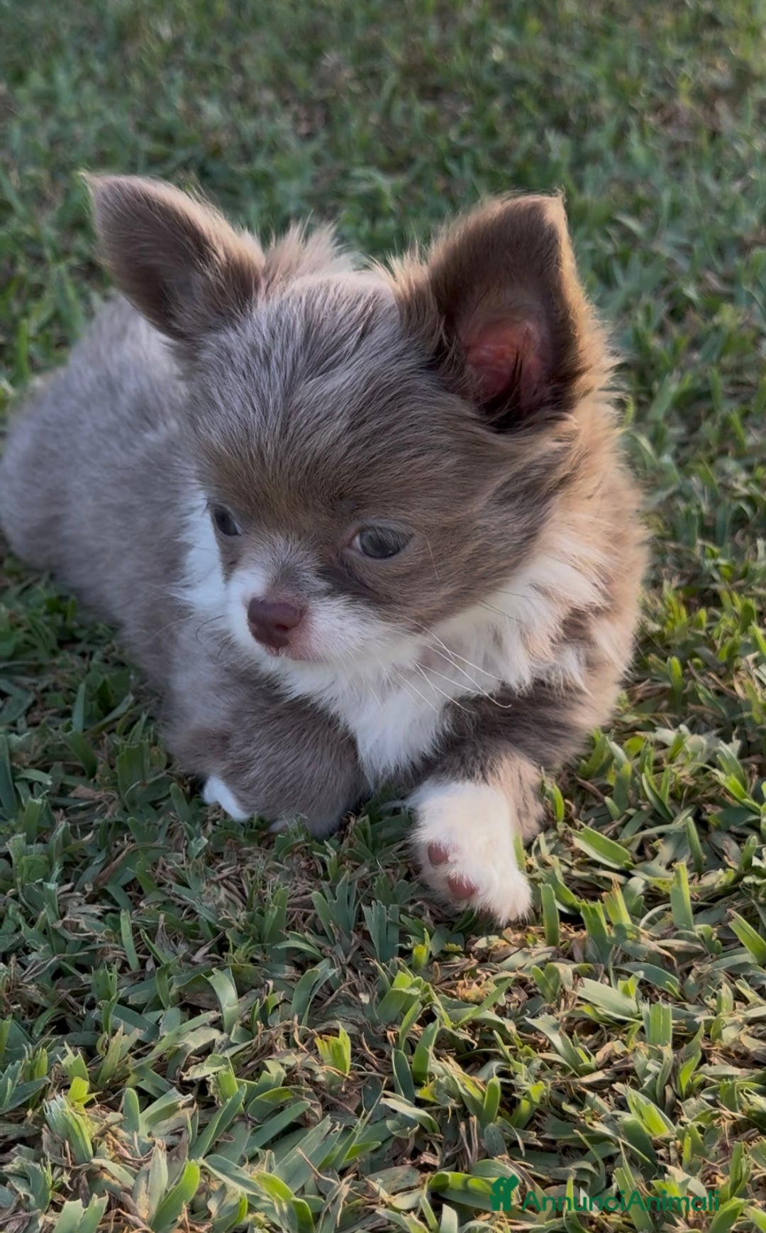 Chihuahua cani in vendita: Cuccioli chihuahua  a Città metropolitana di Milano - Immagine 7