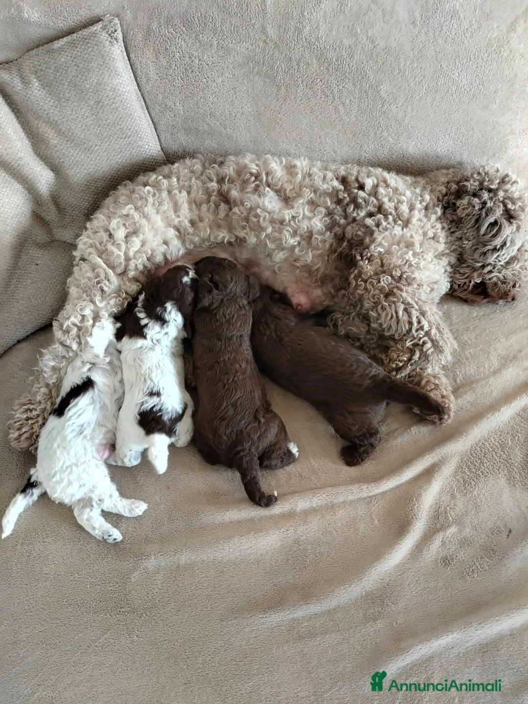 Lagotto cani in vendita: Cuccioli di Lagotto in provincia di Gorizia  a Provincia di Gorizia - Annuncio 1